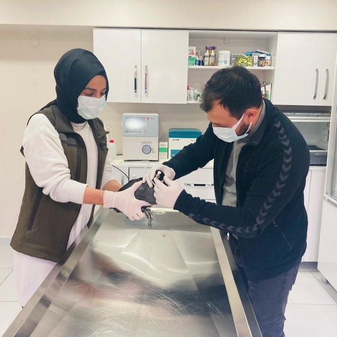 Tedavisi Tamamlanan Sakarmeke Kuşu Doğaya Salındı