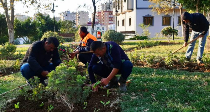 Kozan’da Parklar 225 Bin Çiçek İle Kışa Hazırlanıyor