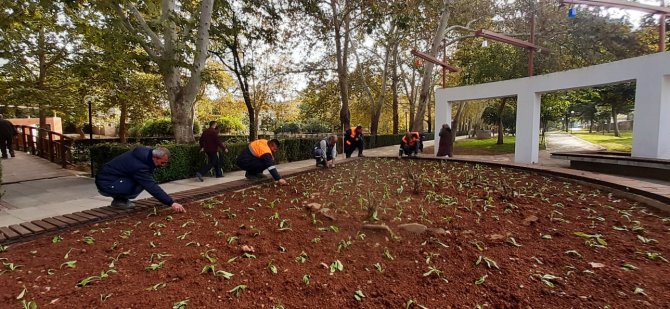 Kozan’da Parklar 225 Bin Çiçek İle Kışa Hazırlanıyor