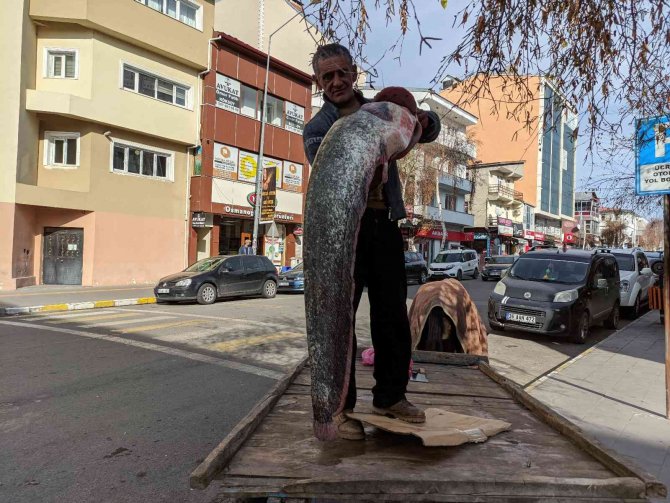 Kura Nehrinde Boyu Kadar Yayın Balığı Tuttu