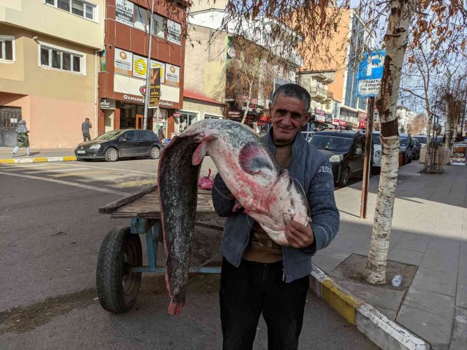 Kura Nehrinde Boyu Kadar Yayın Balığı Tuttu