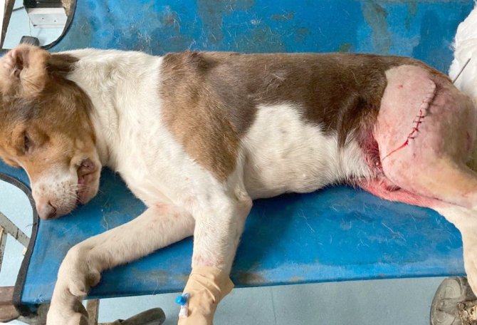 Yaralı Köpeğe Büyükşehir Şefkati