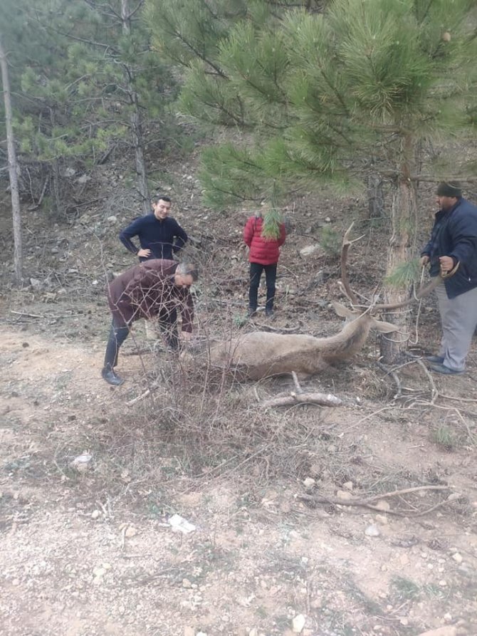 Hastalanan Kızıl Geyik Tedavi Altına Alındı