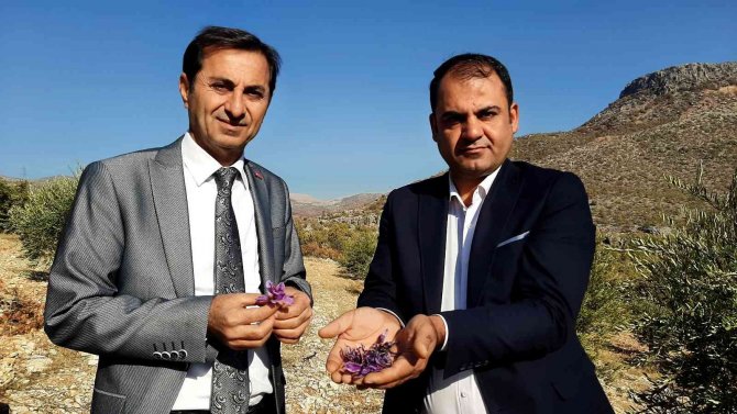 250 Gram Safranla 25 Bin Lira Gelir