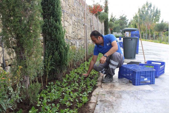 Manavgat Türkbeleni’nde 28 Bin Çiçek Toprakla Buluştu