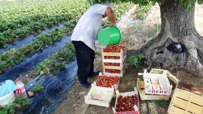 Türkiye’de 2020 Yılında 179 Bin 777 Dekar Alanda 546 Bin 525 Ton Çilek Üretildi