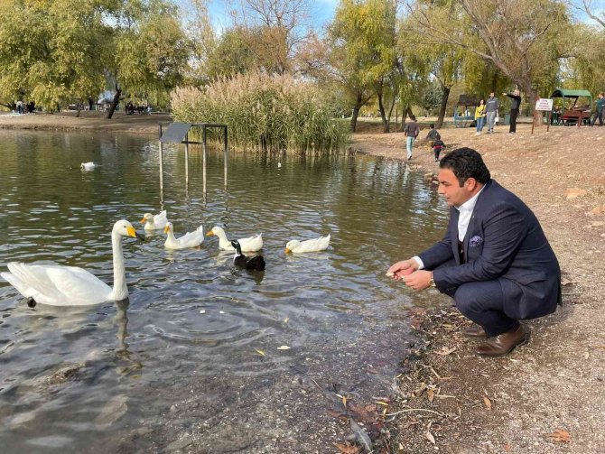 Erkek Kuğuya Eş Aranıyor