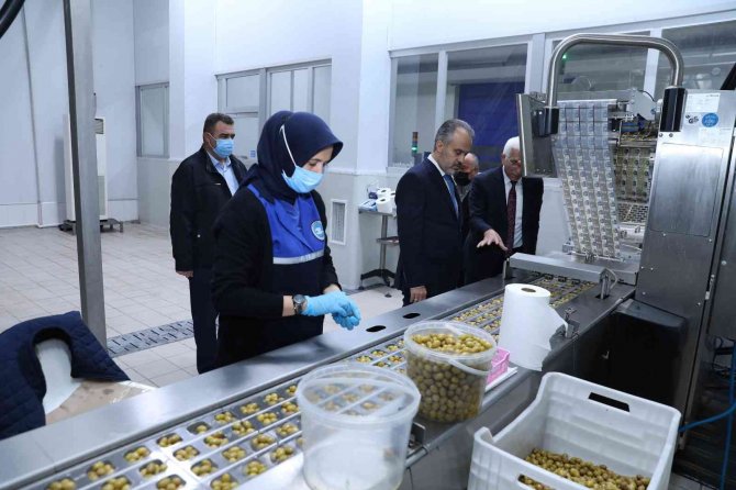 Başkan Aktaş, "Marmarabirlik, Zeytinciliğin Pusulası"