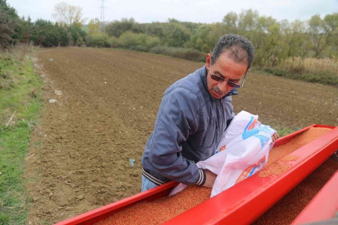 Büyükçekmece’de Makarnalık Buğdayın İlk Ekimi Yapıldı