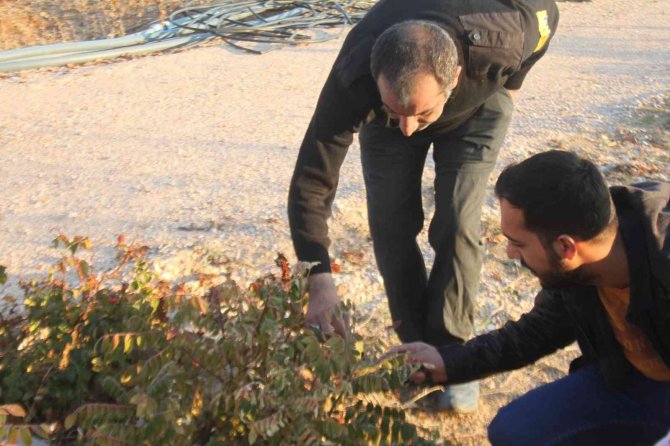 3 Yıl Önce 10 Sumak Ağacı Dikti, Yüzde 200 Verim Aldı
