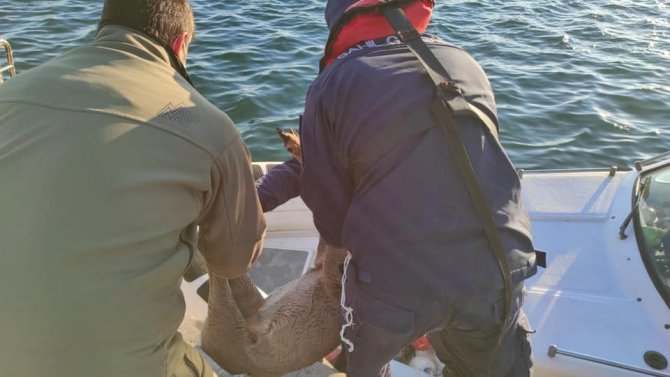 Denizde Yüzer Halde Bulunan Karaca Doğal Ortamına Bırakıldı
