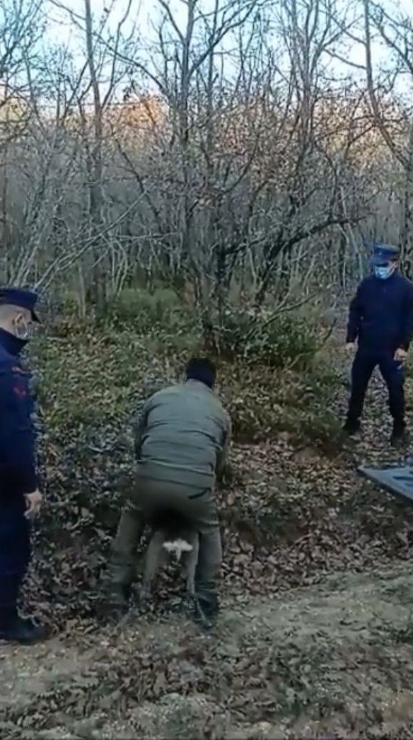 Denizde Yüzer Halde Bulunan Karaca Doğal Ortamına Bırakıldı
