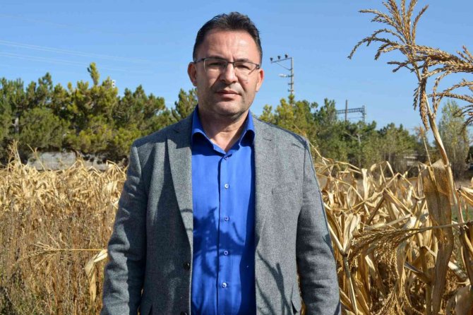 Kenevirde Umutlar Yönetmeliğe Takıldı