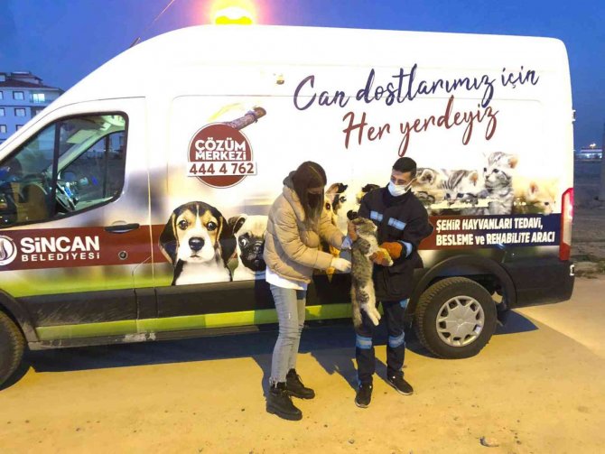 Yaralı Kediye Sincan Belediyesinden Yardım Eli Uzandı