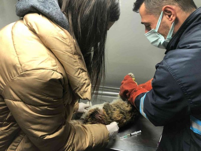 Yaralı Kediye Sincan Belediyesinden Yardım Eli Uzandı