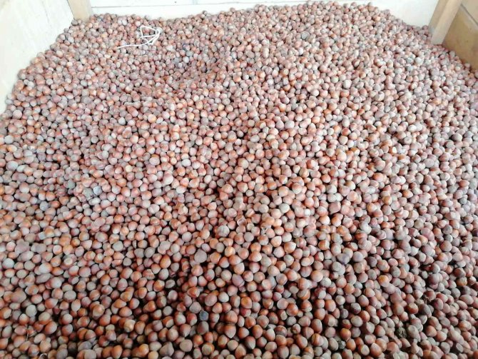 Doların Yükselişi Fındık Fiyatlarını Hareketlendirdi