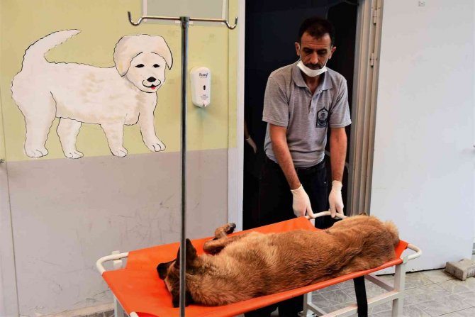 Kısıtlamalarda Satın Aldıkları Can Dostlarını Usanınca Sokağa Atıyorlar
