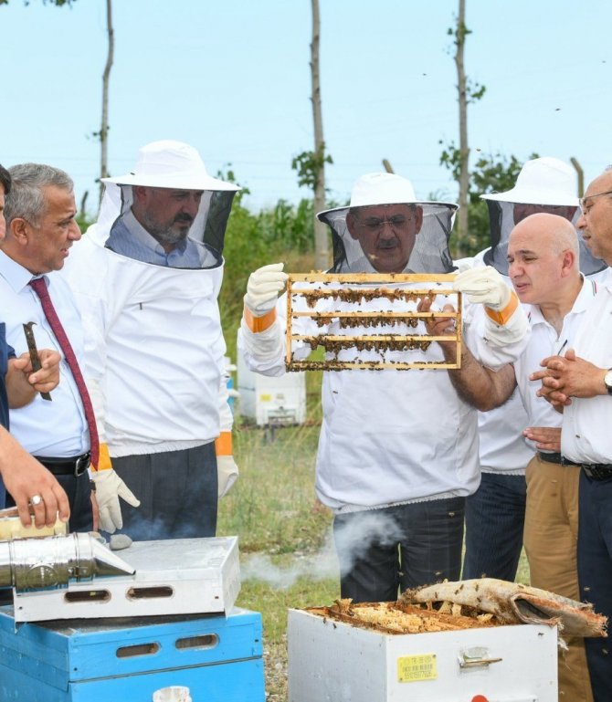 Samsun’da Arıcılık Gelişiyor: 332 Arıcıya 1000 Ana Arı Desteği