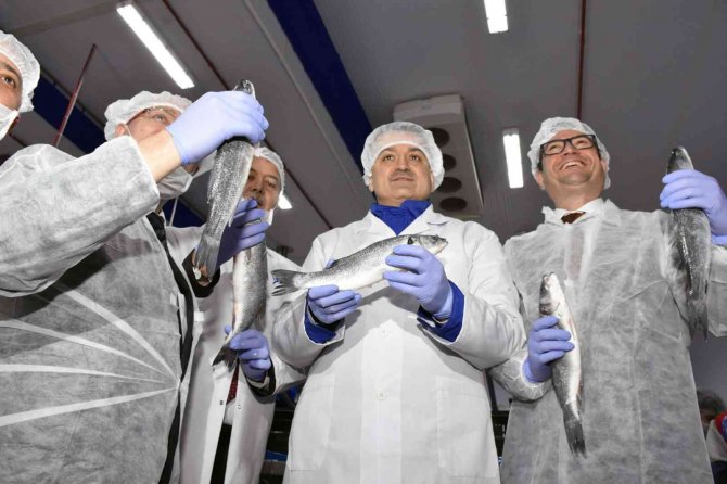 Muğla’dan 54 Ülkeye 453 Milyon Dolarlık Balık İhracatı