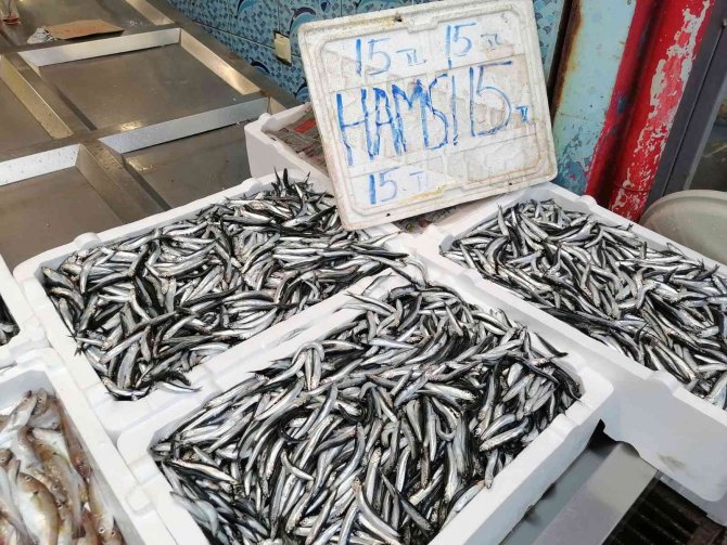 Hava Koşulları Hamsiyi Etkiledi