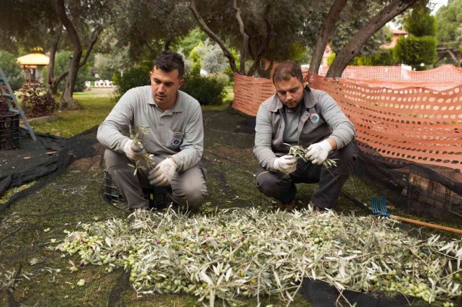 Dokumapark’ta Zeytin Hasadı Başladı