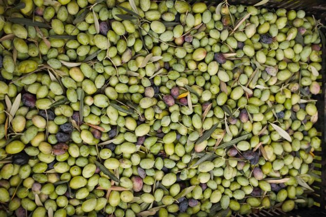 Dokumapark’ta Zeytin Hasadı Başladı