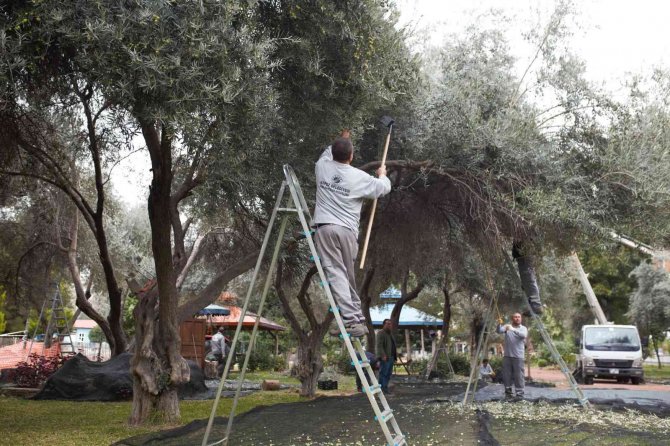 Dokumapark’ta Zeytin Hasadı Başladı