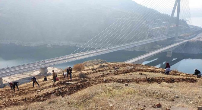 Kömürhan Köprüsünün İki Yakasına 55 Bin Adet Fidan Dikilecek