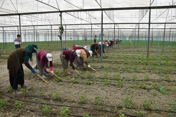 Örtü Altı Tarımın Üssü Antalya’da Son 5 Yılda Çiftçi Sayısı 20 Bin Arttı