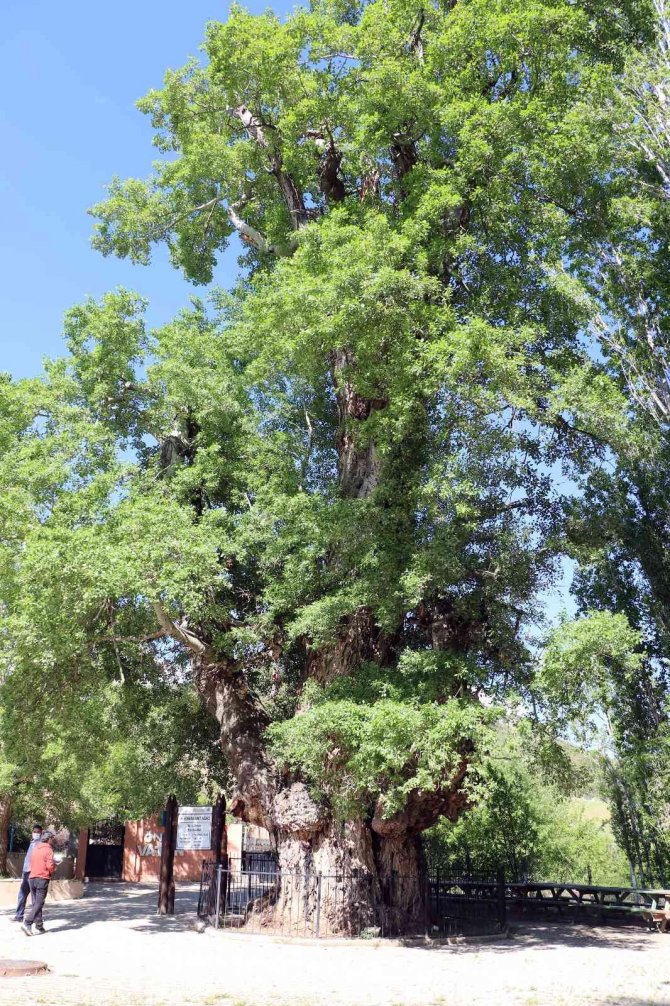 Yozgat’taki Anıt Ağaçlar Zamana Meydan Okuyor