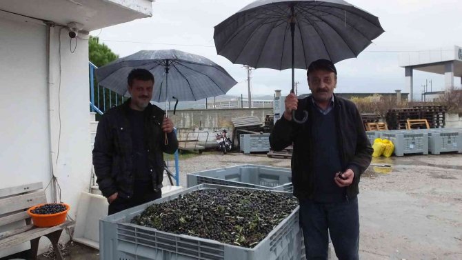 Zeytin Hasadına Yağmur Molası