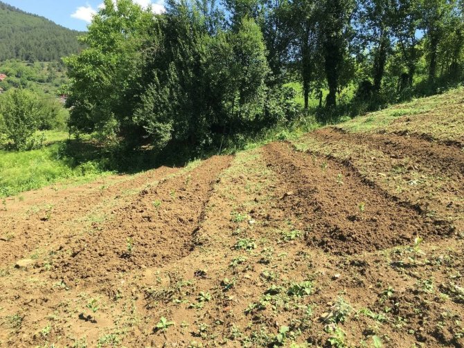 40 Yıl Avrupa’da Yaşadı, Memleketine Dönüp Aronya Bahçesi Kurdu