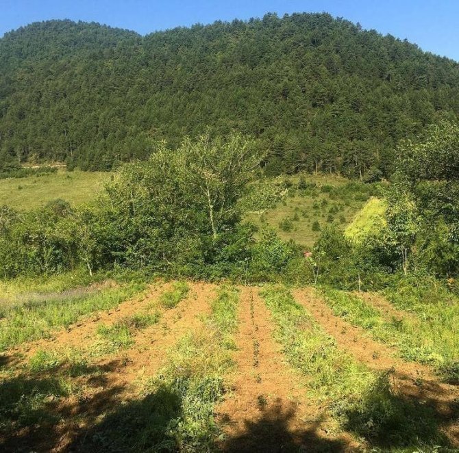 40 Yıl Avrupa’da Yaşadı, Memleketine Dönüp Aronya Bahçesi Kurdu