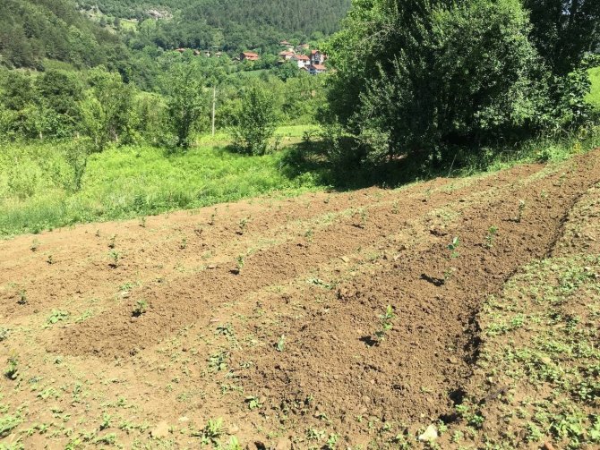 40 Yıl Avrupa’da Yaşadı, Memleketine Dönüp Aronya Bahçesi Kurdu