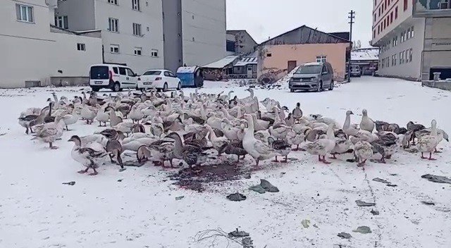 Göle Beyaz Örtüyle Kaplandı