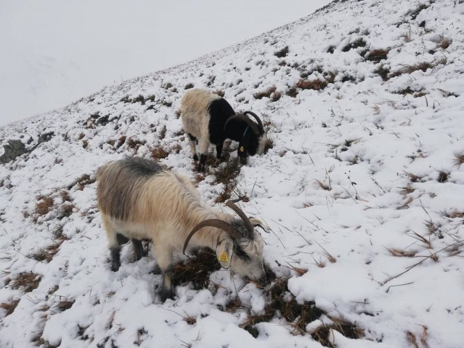 Bayburt Yağan Karla Beyaza Büründü
