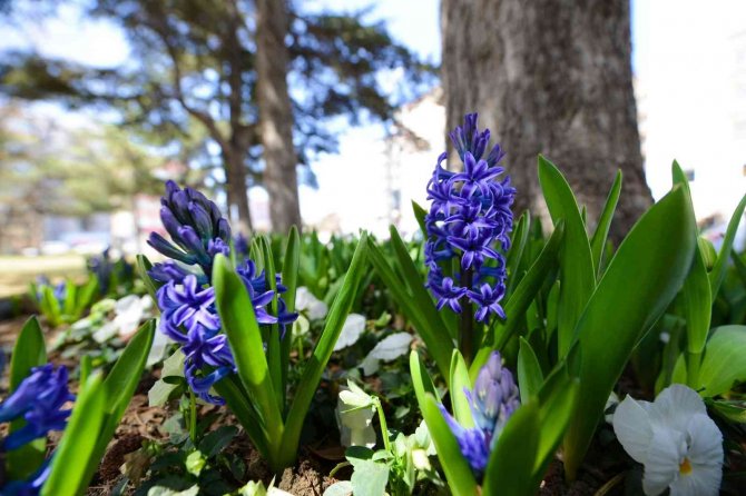 Çorum 150 Bin Lale Ve Sümbülle Donatıyor