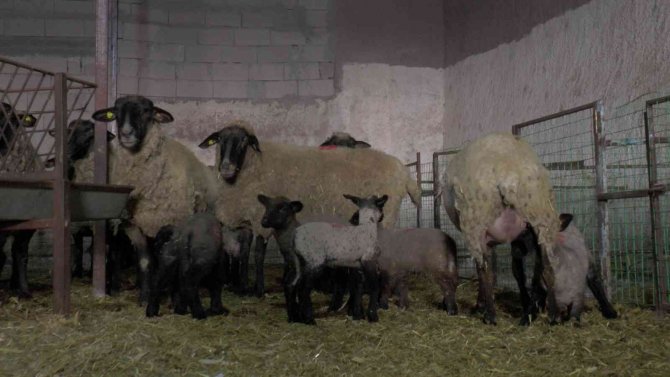 İ̇ngiliz Koyunları Nevşehir’de