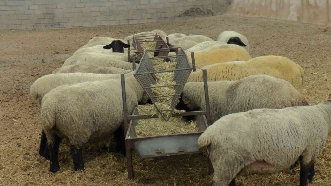 İ̇ngiliz Koyunları Nevşehir’de