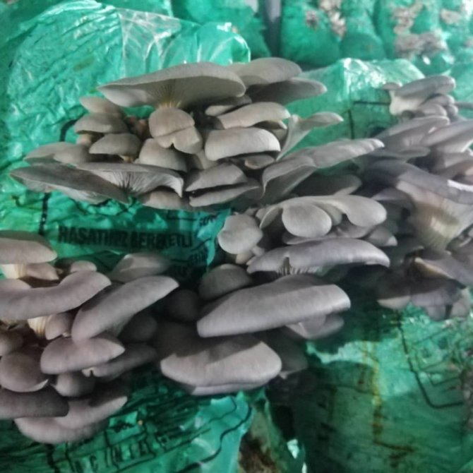 Kırklareli’nde İstiridye Mantarı Üretimi Artıyor