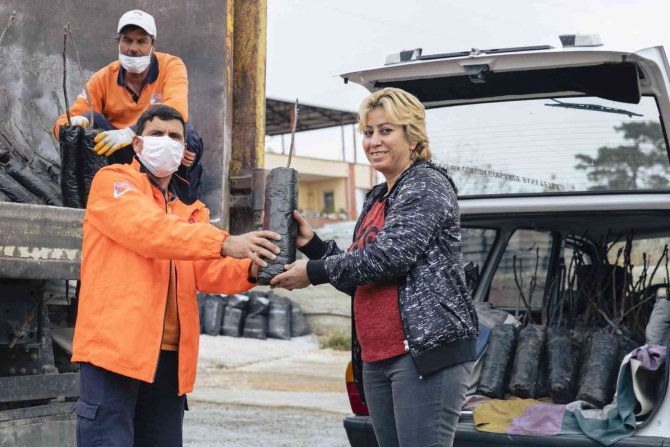 Büyükşehir Belediyesi 638 Üreticiye 19 Bin 690 Ceviz Fidanı Dağıtıyor