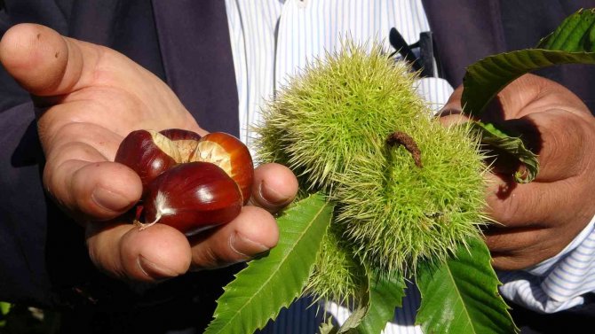 Mersin’de Örnek Kestane Bahçesi