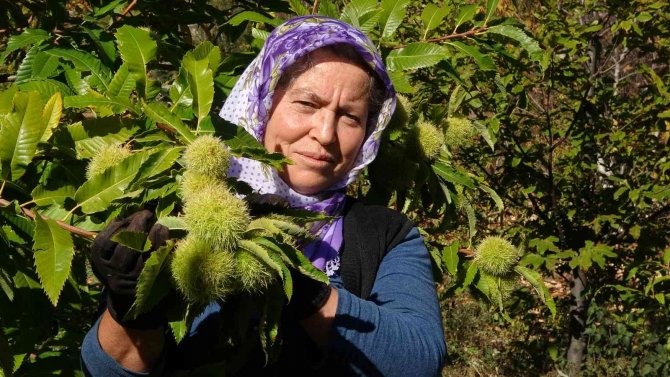 Mersin’de Örnek Kestane Bahçesi