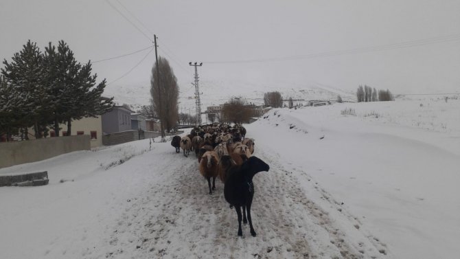 Yaylalardan İndirilmeye Başlanan Koyun Sürüsüne Kar Yağışı Zor Anlar Yaşattı