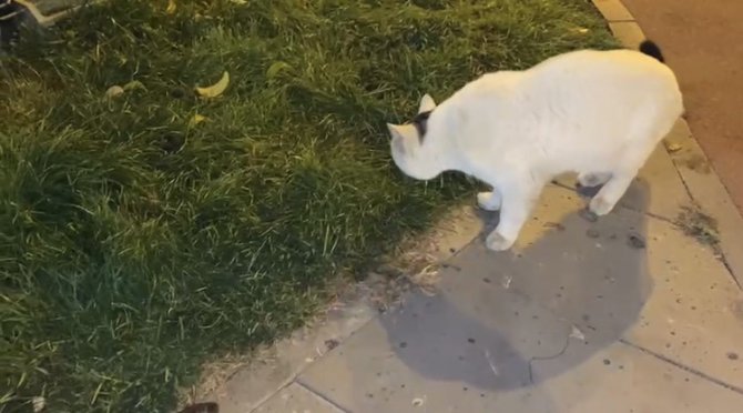 Kaybolan Hayvanlar Mikroçip Sayesinde Bulunabilecek