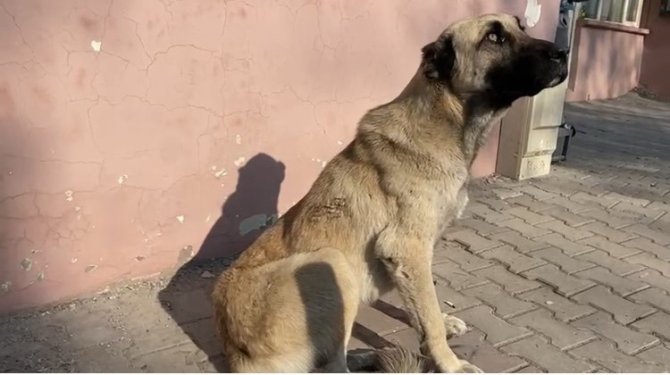 Kaybolan Hayvanlar Mikroçip Sayesinde Bulunabilecek