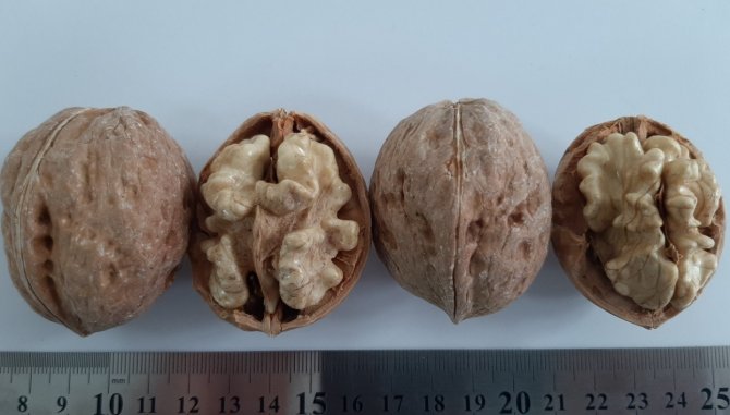 Sapanca Cevizi Subü Çalışmalarıyla Markalaşıyor