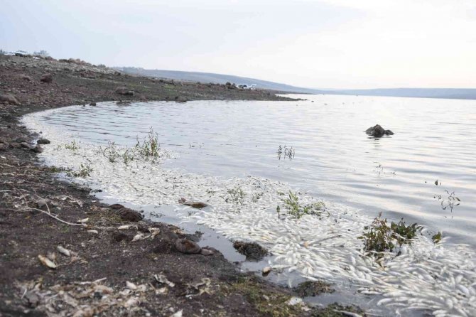 Baraj Gölünde Toplu Balık Ölümleri Korkutuyor