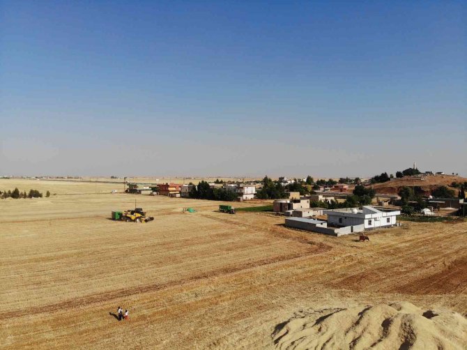 Kuraklık Çiftçilerin Kuru Tarımda Hasatlarını Zorlaştırdı