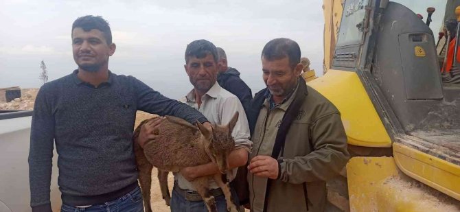 Yavru Yaban Keçisi Tedaviye Alındı